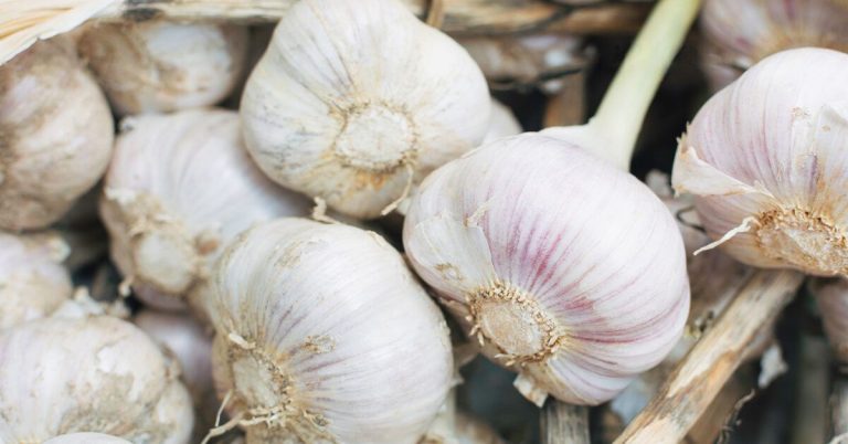 11 benefici per la salute comprovati dell’aglio