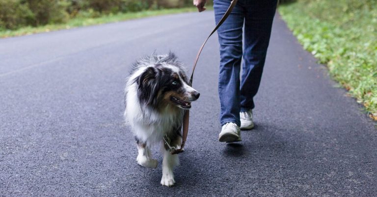 Come camminare può aiutarti a perdere peso e grasso addominale