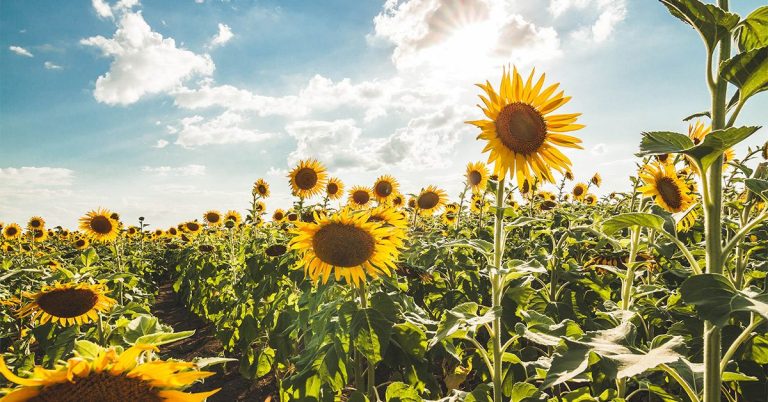 L’olio di girasole è salutare?