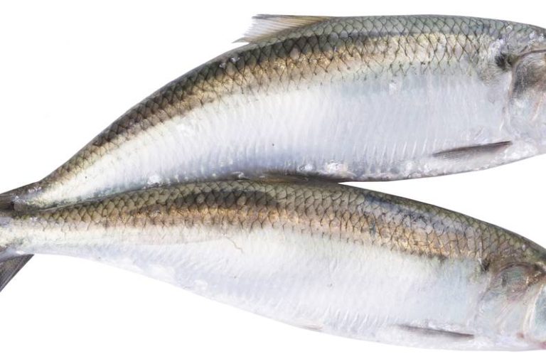 Insalata di aringhe con ricetta di condimento di mele e aneto