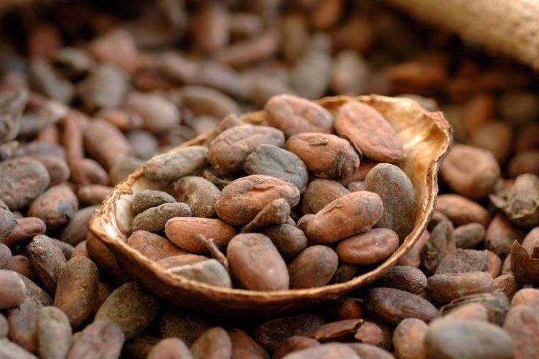 Il cacao è salutare?