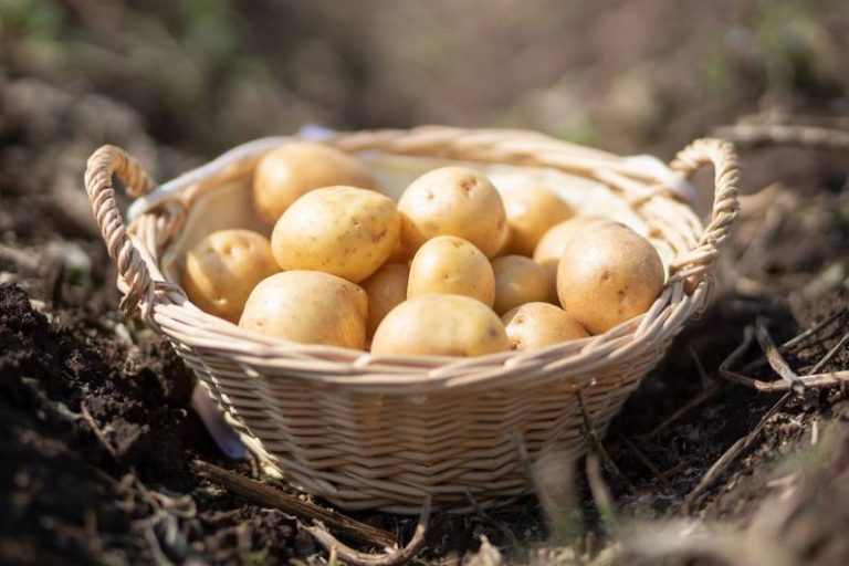Il ritorno del tubero alla cucina tedesca