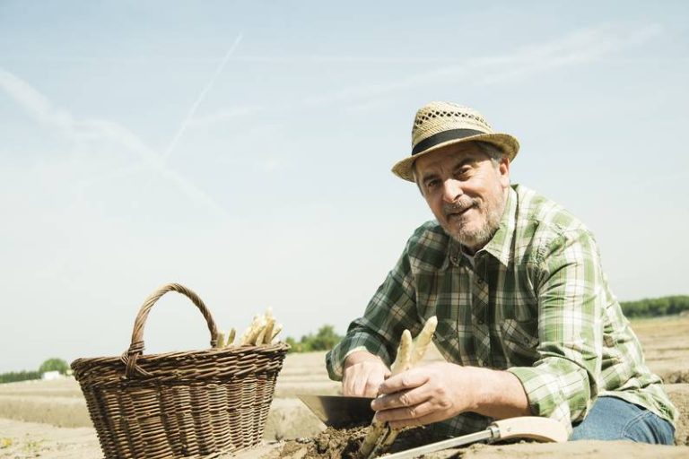 Quello che devi sapere sulla fine della stagione degli asparagi