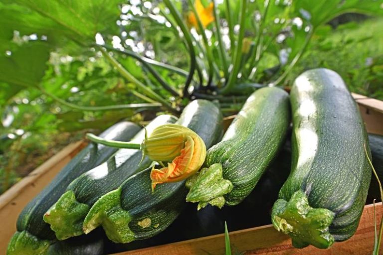 Snack sani: tiro di zucchine con farina d’avena