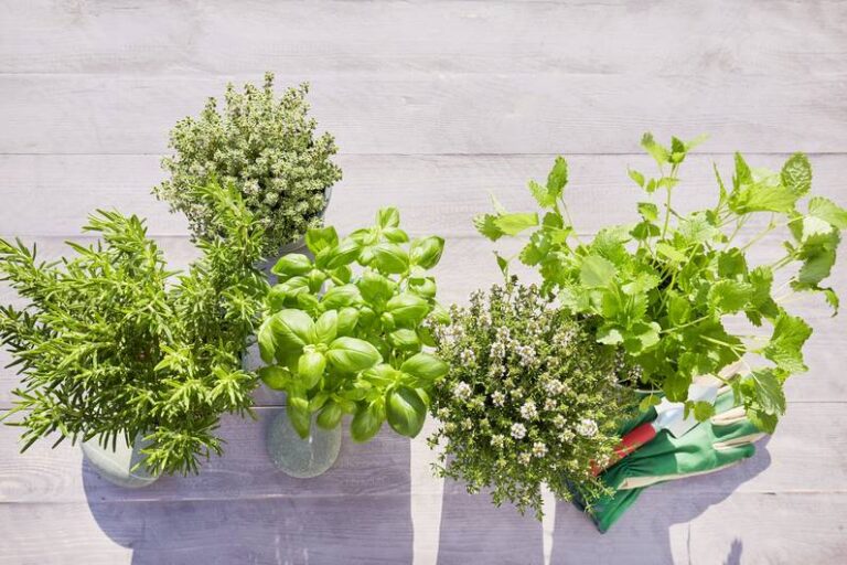 Questa comune erba culinaria rafforza il sistema immunitario e previene il raffreddore
